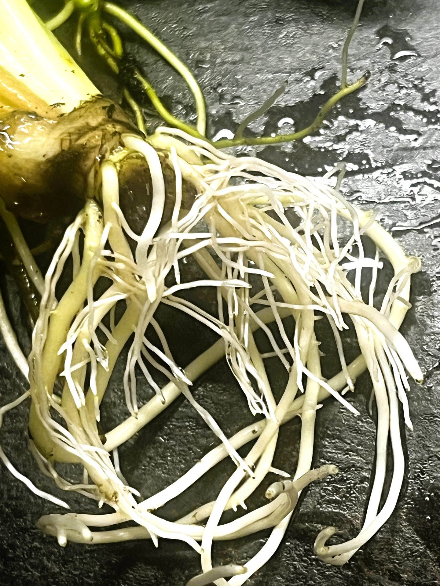 Chlorophytum - intenzivní růst nových jemných kořínků po 1 týdnu od aplikace špetky Vínofitu. Mořské řasy podpořily jejich růst díky vysokému obsahu fytohormonů.